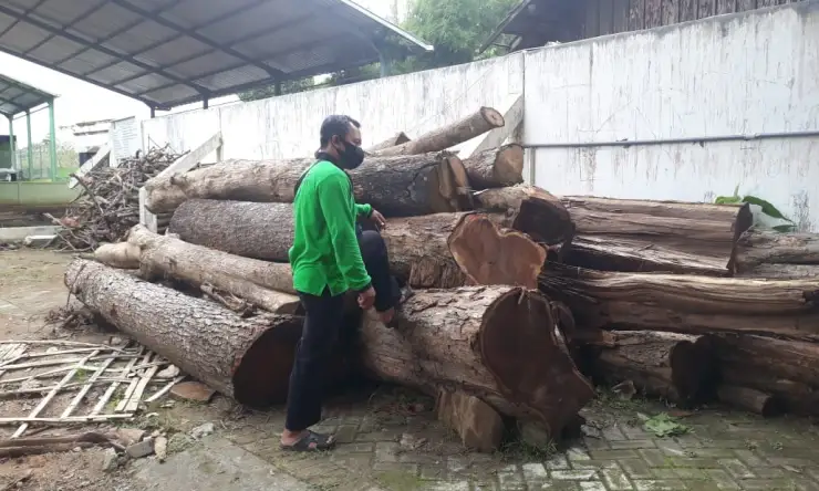 Nilai Ekonomis Tinggi, Puluhan Pohon Sonokeling Bakal Diusulkan Menjadi Aset Daerah