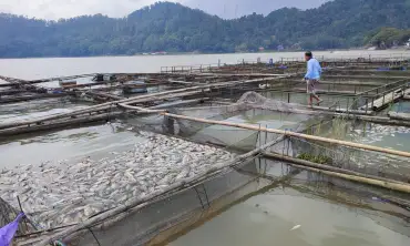 Hasil Uji Kualitas Air, Ratusan Ikan di Telaga Ngebel Dipastikan Mati Karena Ledakan Belerang, Ini Penjelasan Dipertahankan Ponorogo 