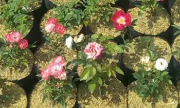 Cara Merawat Bunga Mawar di Lahan Kering Agar Tetap Terlihat Segar dan Subur