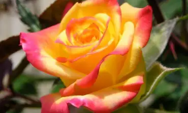 Cara Merawat Pot Bunga Mawar Agar Menjadi Indah