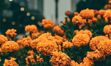 Rekomendasi Bunga yang Paling Mudah Ditanam di Halaman Rumah
