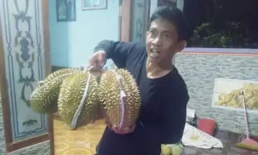 Petani Durian Ngetos Kabupaten Nganjuk Pertahankan Kualitas Panen dengan Tali Rafia