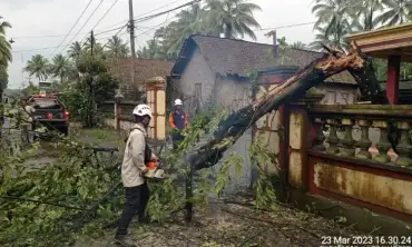 Dua Bangunan di Nglegok Blitar Tertimpa Pohon Tumbang Akibat Hujan Disertai Angin Kencang