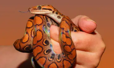 Cara Mengenali Gejala Penyakit Pada Ular dan Mengobatinya, Pecinta Reptil Harus Tahu Ini!