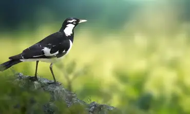5 Cara Melatih Burung Murai Agar Jago Gacor Suara Indah, Pemula Merapat!