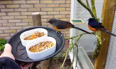 Rekomendasi Makanan Burung Murai yang Bisa Meningkatkan Suara Gacor