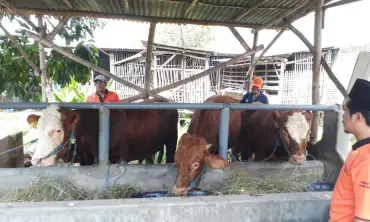 Kelompok Ternak di Jombang Berharap Penjualan Sapi Maksimal Pada Lebaran Idul Adha Mendatang