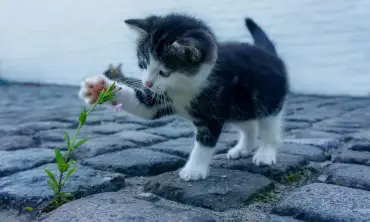 Fakta Menarik Dibalik Lucunya Kucing Persia, Cat Lovers Sudah Tahu Belum?