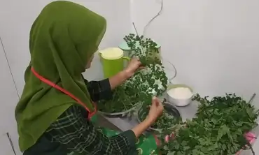Warga Jombang Bikin Minuman Herbal dari Daun Kelor, Laris Manis di Musim Haji