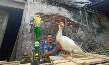 Budidaya Entok Jumbo Kontes, Warga Kelurahan Klampok Sukses Raup Cuan, Anakan Entok Juara Dipasarkan Rp 1.5 Juta Perekor
