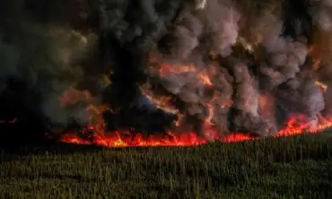 Kebakaran Hutan Akibat Kekeringan, Begini Ancaman Serius bagi Lingkungan Serta Upaya untuk Penanggulangannya