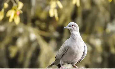 9 Trik Jitu Merawat Burung Merpati sebagai Hewan Peliharaan, Siapa Bilang Mudah?!