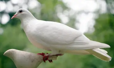 Panduan Khusus Bagi Pemula Agar Bisa Menjinakkan Burung Merpati Dengan Mudah