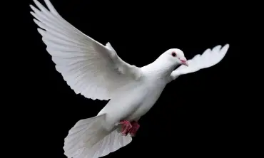 Simbolisme Burung Merpati dalam Tradisi Keagamaan, Mengingatkan Tentang Pentingnya Kebaikan dan Perdamaian