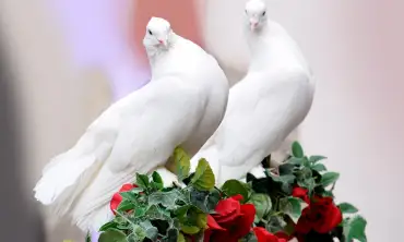 Tradisi dan Makna Penggunaaan Burung Merpati dalam Pesta Pernikahan, Sudah Tau?