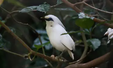 Kenalan dengan Burung Jalak Putih, Jenis Langka yang Populer di Indonesia