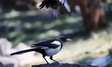 Tips Sukses Burung Murai Batu yang Ikut Lomba, Cuma Lakukan Hal Ini Auto Menang