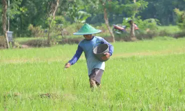 Seribu Hektare Lahan Pertanian Dapat Asuransi Gagal Panen