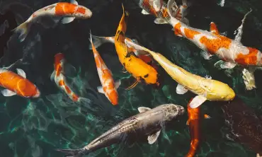 Sudah Tahu Belum? Ini Loh Jenis Ikan Koi Yang Banyak Dipelihara di Indonesia