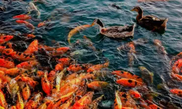 10 Jenis Penyakit pada Ikan Koi yang Sering Menyerang, Pencegahan dan Pengobatan