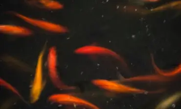 Makna Ikan Koi Yang Menjadi Simbol Keberuntungan dan Kemakmuran Bagi Masyarakat Jepang