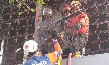 Toko Elektronik di Jalan Gus Dur Jombang Terbakar, Satu Korban dan Anjing Peliharaan Luka
