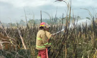 Anak Kecil Main Korek Api, Lahan Tebu Terbakar