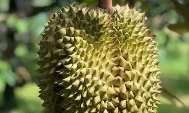 Kandungan Nutrisi Dalam Buah Durian Yang Bagus Untuk Kesehatan Kulit, Cewek Wajib Tahu
