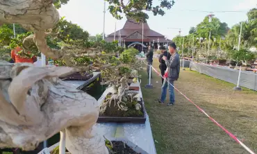 Grebeg Bonsai Ponorogo, Tampilkan Pohon Kerdil Berusia Ratusan Tahun
