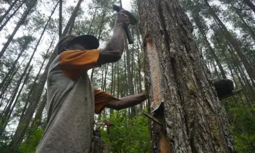 Kisah Jono Buruh Sadap Getah Pinus di Trenggalek, Tekuni Sejak 1985 hingga Entaskan Kuliah Dua Anaknya