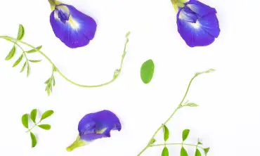 5 Manfaat Teh Bunga Telang Untuk Mengatasi Gangguan Pernapasan Yang Masih Jarang Diketahui