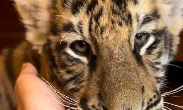 Anak Harimau Benggala Milik Alshad Ahmad Mati, KLHK Siap Selidiki Kematiannya