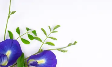 Mengapa Teh Bunga Telang Bermanfaat Untuk Sistem Pencernaan? Yuk Simak Jawaban Ini!