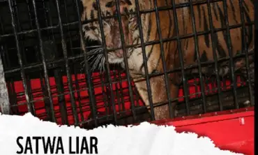 WWF Tanggapi Anak Harimau Benggala Milik Alshad Ahmad yang Mati: