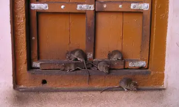 Tanda-tanda Kehadiran Tikus di Rumah, Waspadalah dan Lakukan Langkah Cepat sebelum Populasinya Meningkat!