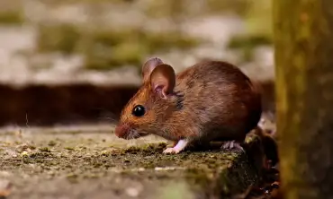 Ampuh! 6 Tips Mencegah Serangan Tikus dengan Ciptakan Kebersihan Lingkungan
