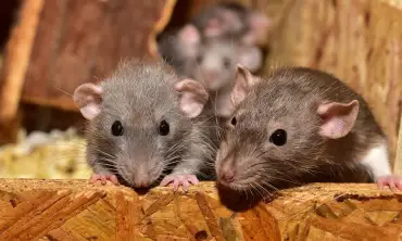 Simak! Ini 6 Cara Mencegah Tikus Masuk Kedalam Rumah yang Dapat Anda Coba