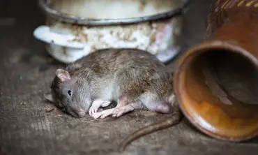 5 Metode Alami untuk Mengusir Tikus tanpa Bahan Kimia, Nomor Pasti Ada di Dapur