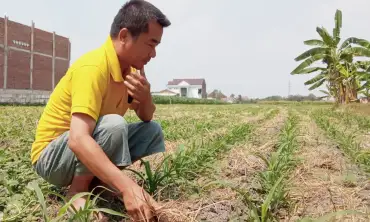 Kekeringan, Petani di Kabupaten Jombang Terancam Gagal Panen