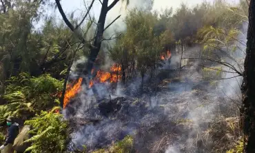 Kebakaran Hutan Gunung Arjuno Merambah ke 8 Titik di Kota Batu