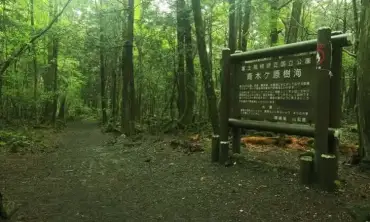 Misteri Hutan Bunuh Diri Aokigahara di Jepang, Ditemukan 100 Mayat dan Catatan Bunuh Diri di Dalam Hutan
