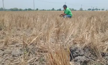 Kemarau Panjang, Sulit Air Puluhan Hektare Lahan di Kabupaten Jombang Dibiarkan “Nganggur”