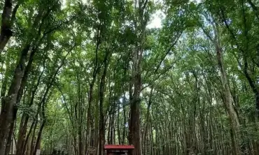 5 Hutan Paling Angker di Indonesia, Alas Purwo Hingga Hutan Paloh