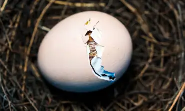 9 Panduan Menetaskan Telur Burung Merpati, Salah Satunya Siapkan Sarang Burung yang Memadai