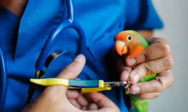 Panduan Lengkap Merawat Burung Lovebird bagi Pemula, Berikut 10 Tipsnya