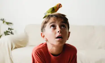 Bermain dengan Burung Lovebird, 16 Ide Kreatif untuk Hiburan dan Stimulasi Peliharaan Kesayangan Anda