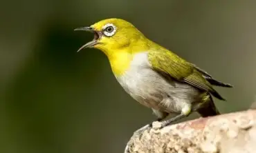 7 Rahasia Merawat dan Mengoptimalkan Suara Burung Pleci Agar Semakin Gacor