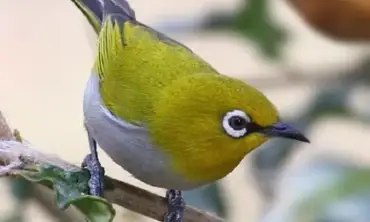 7 Tips Mengenal Bahasa Tubuh Burung Pleci Yang Harus Diketahui Oleh Pemula