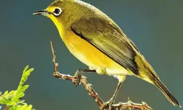 10 Tips Melatih Burung Pleci Agar Bisa Semakin Gacor