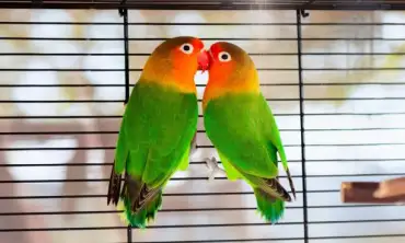Menghadapi Musim Kawin Burung Lovebird, Berikut 10 Panduan Lengkap yang Perlu Diketahui Pemiliknya